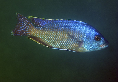 Otopharynx ovatus 'Boadzulu Island'